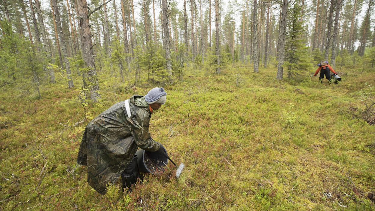 Suomeen saapumisesta on kertynyt viime vuosina marjasiirtolaisille keskimäärin noin 6 000 euron kulut pari kuukautta kestävältä satokaudelta.