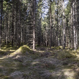 Metsiin kohdistuvat odotukset liittyvät esimerkiksi hiilensidontaan.