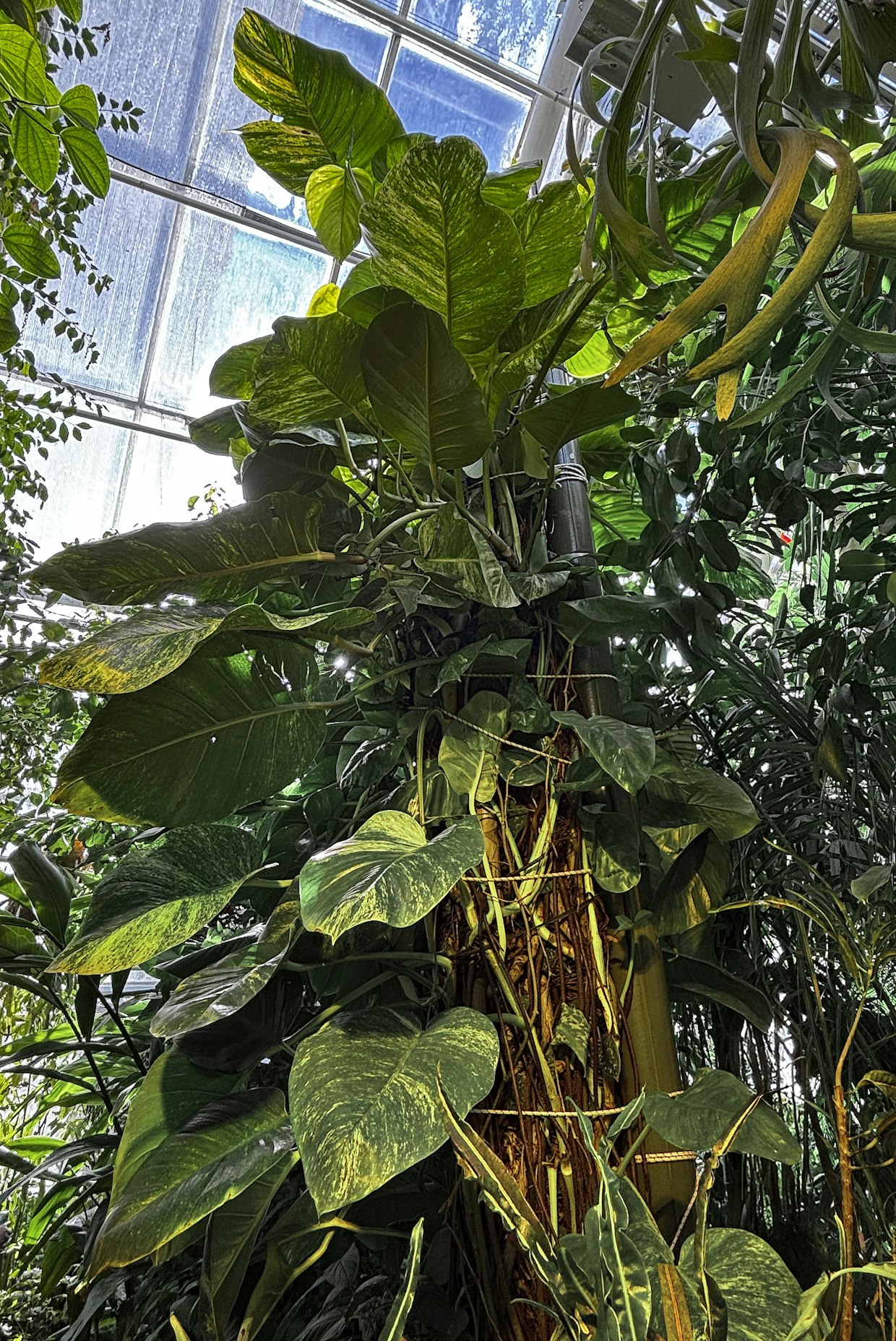 Kultaköynnös alkaa kasvattaa suurempia ja liuskoittuneita lehtiä pystyyn tuettuna.