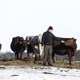 Juha Salin tervehti torstaina ulkoilevia lehmiään.