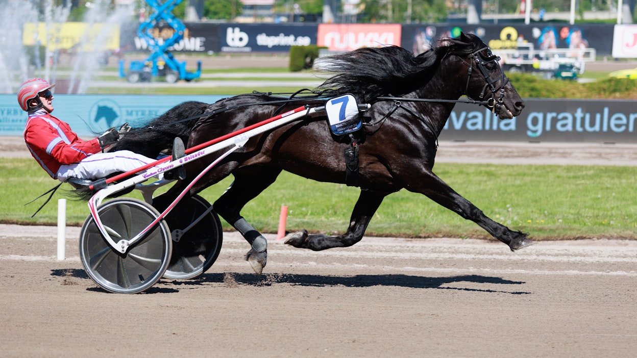 Månlykke A.M. on Gunnar Melanderin viimeisin avoimen tason kylmäverinen. Kuvassa kaksikko valmistautuu vuoden 2024 Elitkampeniin.