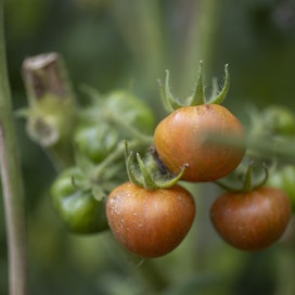 Tomaatin ruskokurttuviruksen oireina lehtiin muodostuu viruksille tyypillisiä kuvioita. Kuvassa terveitä tomaatteja.
