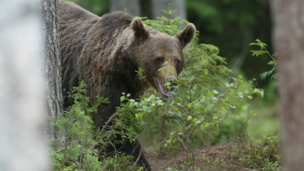 Arkistokuva suomalaisessa metsässä asuvasta karhussa. Romanian vuoristossa karhuja elää 6000.