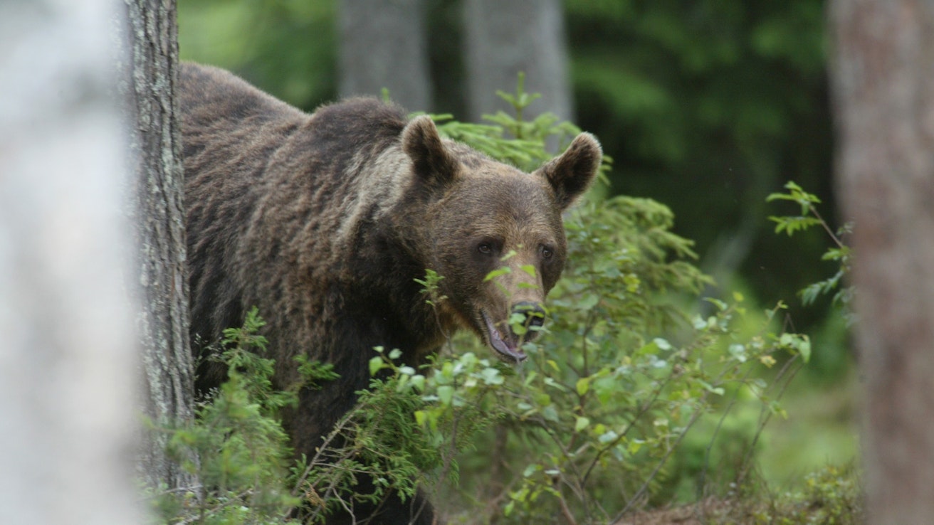 Karhun kannanhoidollinen metsästys ei toteudu poronhoitoalueen ulkopuolella.