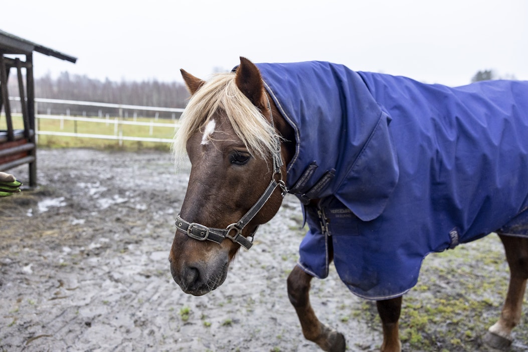 Kuvan hevonen ei liity tapaukseen.