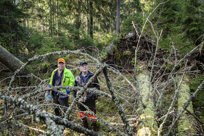 Metsäomistajat Rauno Karjusilta ja Valto Mattila ovat seuranneet läheltä, mitä metsän ennallistaminen tarkoittaa talousmetsälle. Lahopuuta Liesjärven kansallispuistossa.