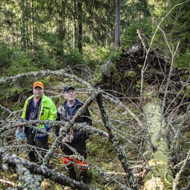 Metsäomistajat Rauno Karjusilta ja Valto Mattila ovat seuranneet läheltä, mitä metsän ennallistaminen tarkoittaa talousmetsälle. Lahopuuta Liesjärven kansallispuistossa.