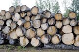 Haapa päätyy monesti energiapuuksi. Laadukkaalle haapatukille on kuitenkin myös sahaajia ja puulajia käytetään myös hirsirakentamiseen.