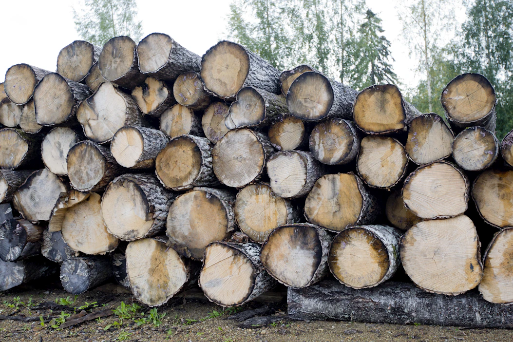 Haapa päätyy monesti energiapuuksi. Laadukkaalle haapatukille on kuitenkin myös sahaajia ja puulajia käytetään myös hirsirakentamiseen.