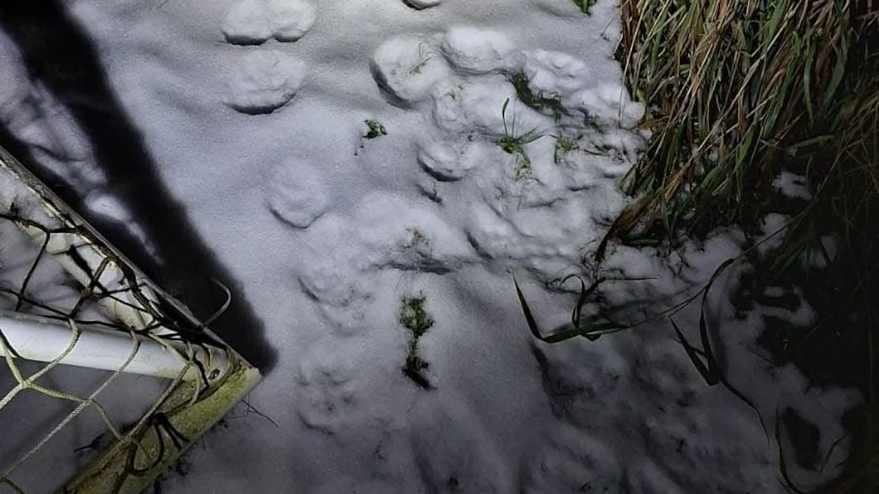 Ilveksen jälkiä on ilmestynyt koiratarhan viereen.