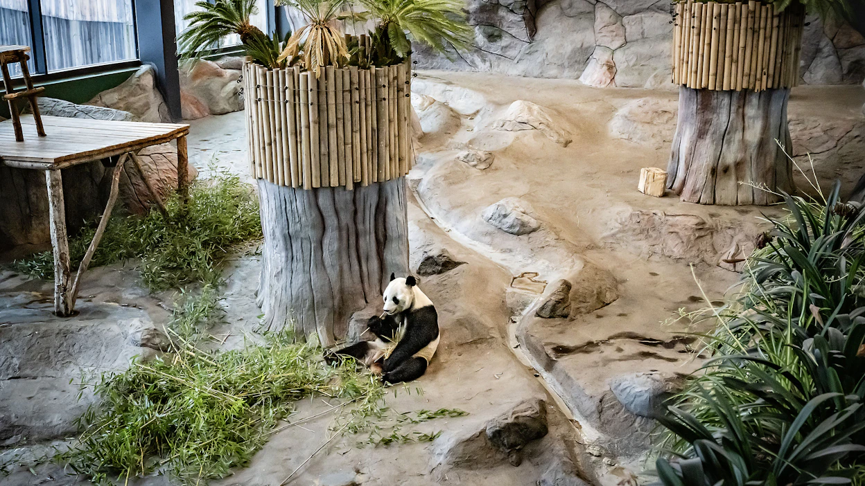 Ähtärin eläinpuiston pandat palasivat kotimaahansa Kiinaan viime vuoden lopussa.