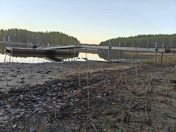 Mökkiranta Puumalassa on karun näköinen Saimaan pinnan laskemisen takia.