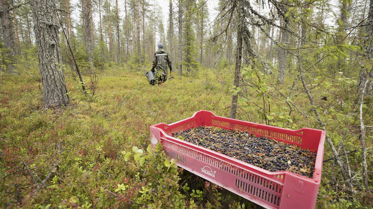 Rikosepäilyjä on löytynyt marjanpoiminnasta. Kuvituskuva.