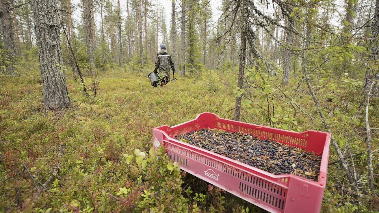 Viime vuosina noin 90 prosenttia suomalaisista mustikoista, puolukoista ja muista metsämarjoista on ollut ulkomaisten poimijoiden keräämiä. 