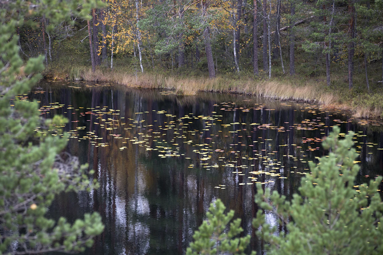 Metsälain ja kaavoituksen suhde on epäselvä. Metsälaissa säädetään metsien kestävästä käytöstä, mutta kaavoissa voi olla metsälaista poikkeavia määräyksiä.