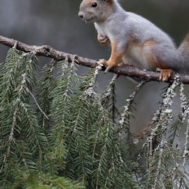 Orava voi liikkua jopa viisimetrisin hypyin puista toiseen. Hakkuilla olisi hyvä huomioida tämä ja jättää alueelle riistatiheiköistä puuväylä jäävään puustoon.