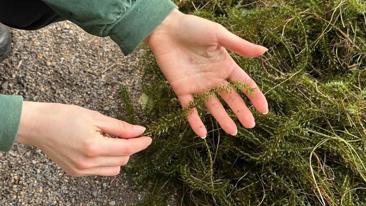 Kanadanvesirutto on väriltään tummanvihreä 30–200 cm pituiseksi kasvava rantojen uposkasvi.