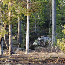 Susien metsästys on Suomessa nykyisellään poikkeuslupien varassa.