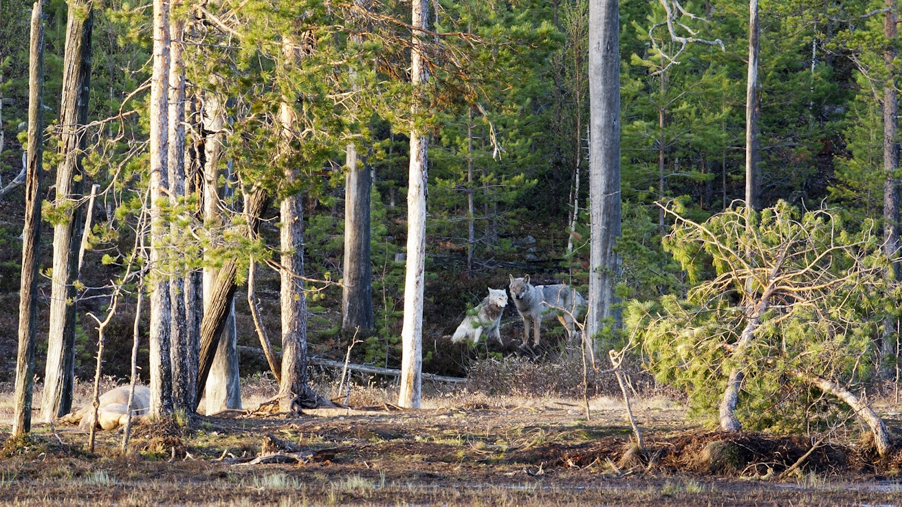 Susien metsästys on Suomessa nykyisellään poikkeuslupien varassa.