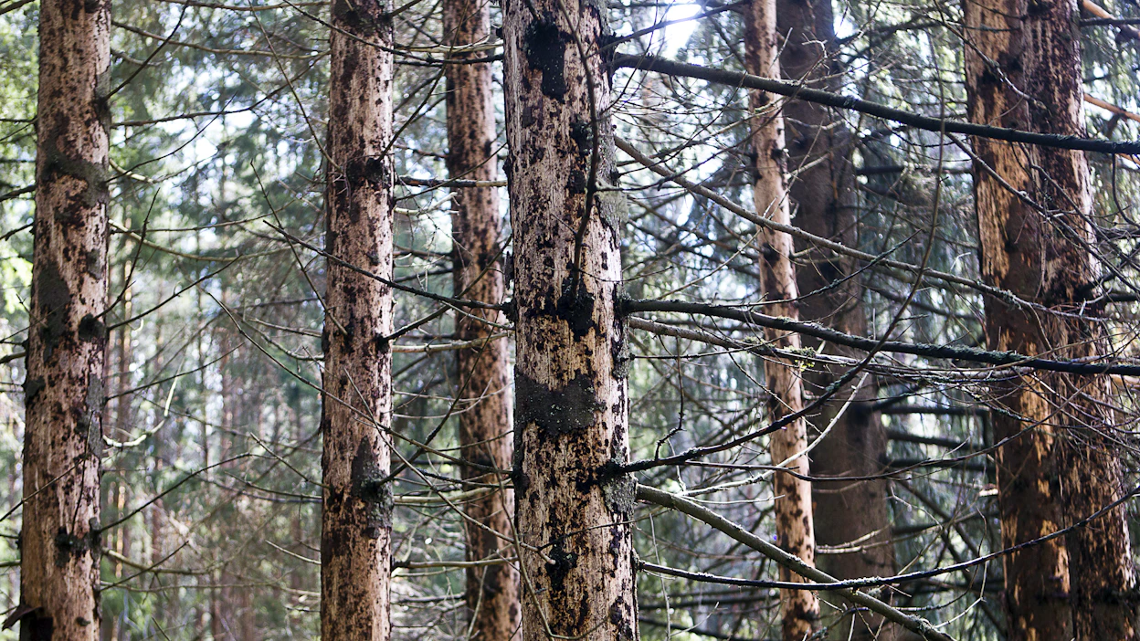 Kirjanpainajat tekevät tuhojaan etenkin valmiiksi heikentyneissä, kuten kuivuudesta kärsivissä, kuusikoissa.
