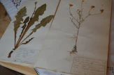Seija Iso-Markulla on edelleen tallessa 1940–50-luvun vaihteessa kerätty kasvio.