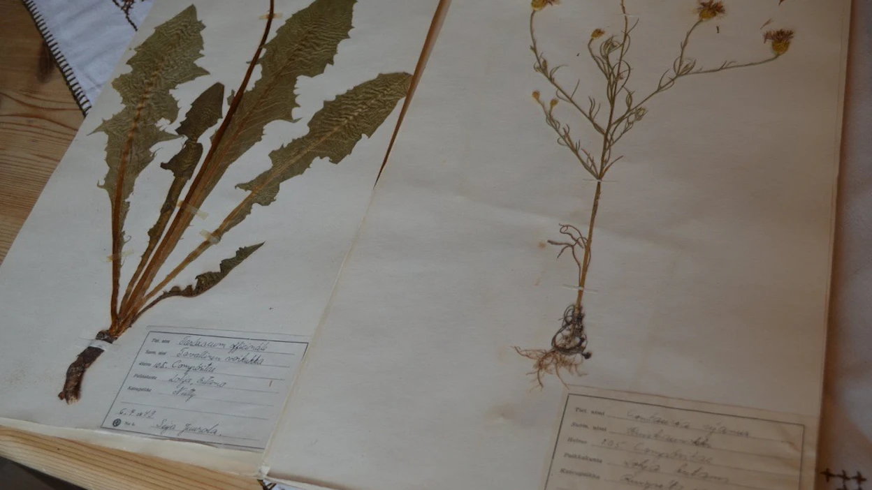 Seija Iso-Markulla on edelleen tallessa 1940–50-luvun vaihteessa kerätty kasvio.