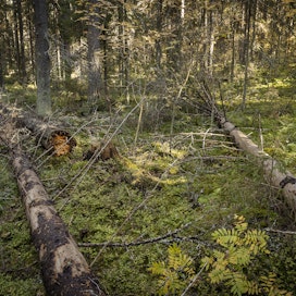 Suomen luonnonsuojeluliiton asiantuntija moittii metsien käyttöä liian voimalliseksi.