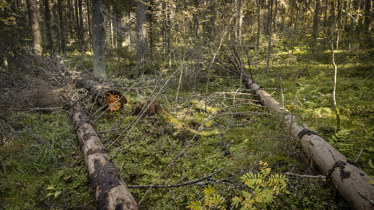 Suomen luonnonsuojeluliiton asiantuntija moittii metsien käyttöä liian voimalliseksi.