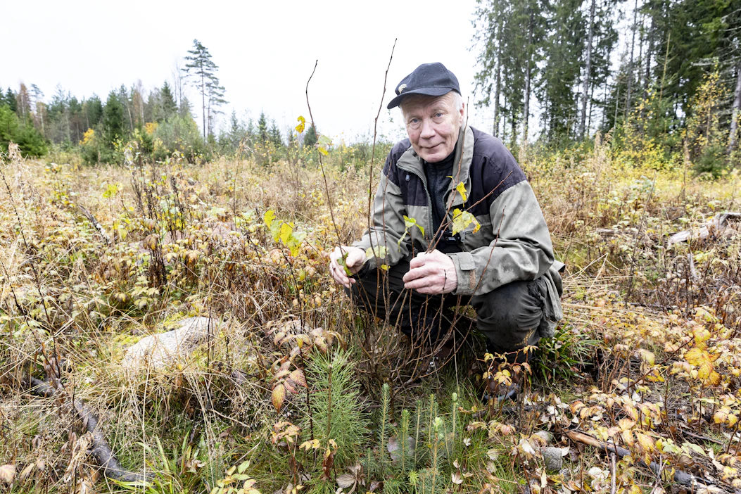 Syödystä rauduskoivusta ei ole enää tukkipuuksi, mutta laikusta ponnistaa männyn ja kuusen taimia, esittelee Matti Äijö.
