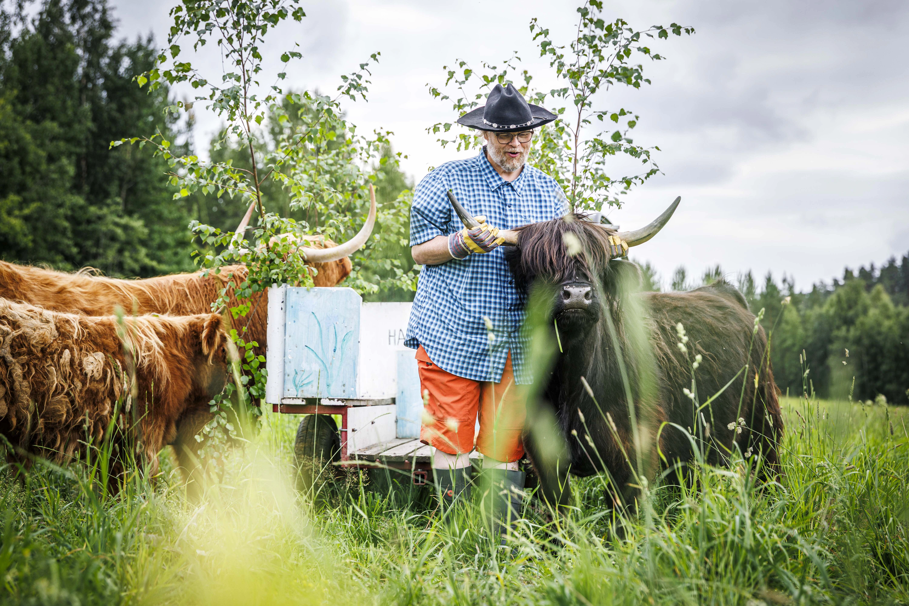 Laitumille mennään koristellun safarikärryn avulla. Pasi Hinkkuri kertoo haikkusafareiden aikana tilan lehmien persoonista. Neljän eläimen karja on kasvanut vuosien saatossa 48:aan.