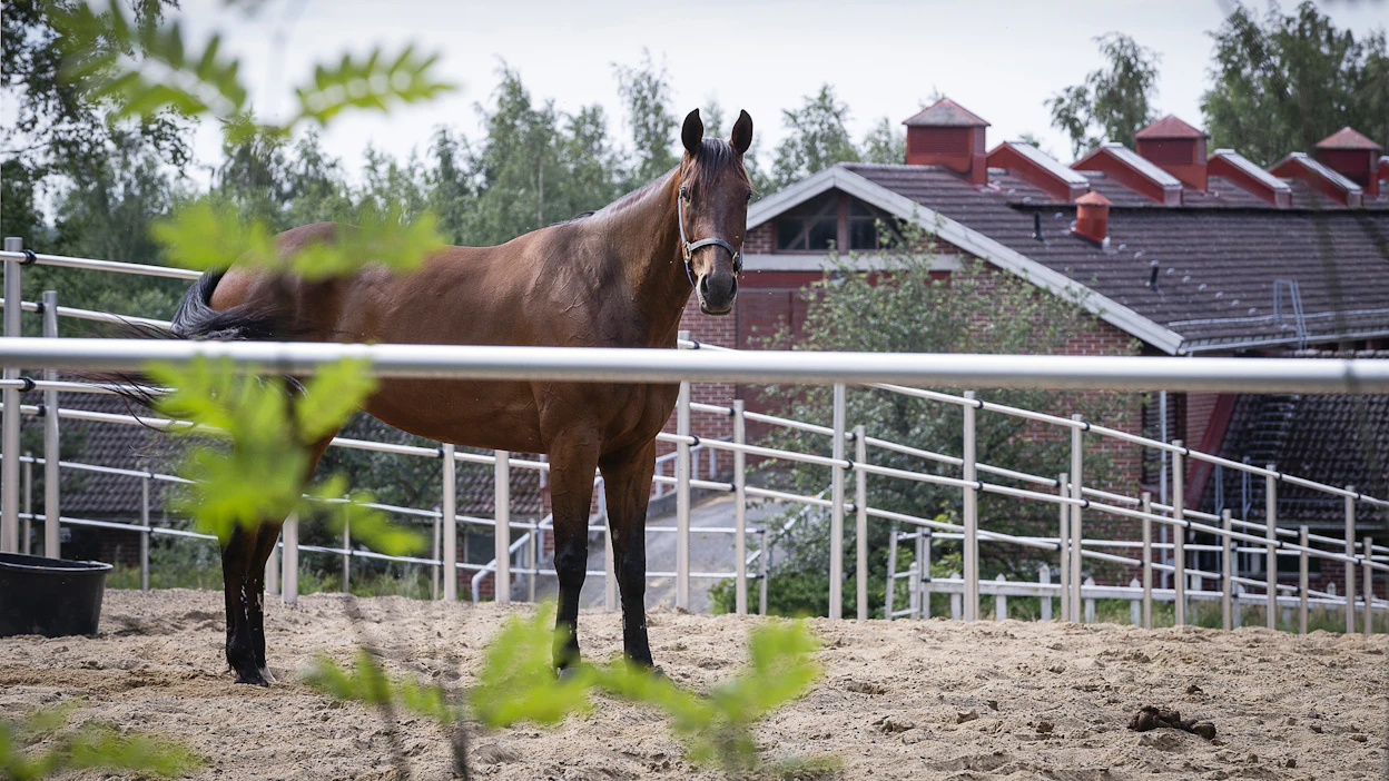 Hevosopistolla on paljon kiinteistöomaisuutta. Vuodelle 2024 tärkeimpiä saneerauskohteita ovat Opistohallin valojen muuttaminen ledeiksi, vesikattojen korjaukset sekä julkisivujen maalaukset. Arkistokuva.