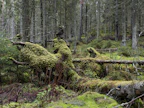 Urjalassa sijaitsevassa Metsänpeitossa on kosteita soistumia,  joissa rahkasammal valtaa alaa.