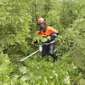 Metsuri Ate Pyykkö teki ensiharvennusta Tornatorin metsässä.
