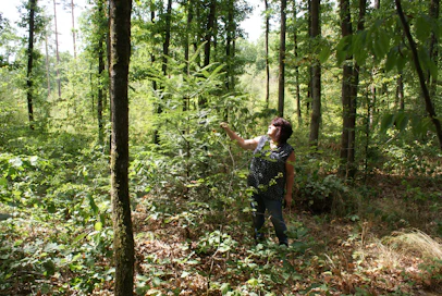 Saksalaismetsänomistaja tutkii nuorta pihtakuusta metsässään.