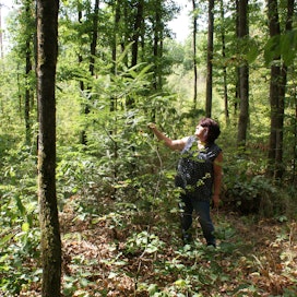 Saksalaismetsänomistaja tutkii nuorta pihtakuusta metsässään.