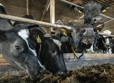 Päihdyttävän tetrahydrokannabinolin (THC) pitoisuus maidossa ylitti suositellun pitoisuuden. Arkistokuva, kuvan lehmät eivät liity tapaukseen.