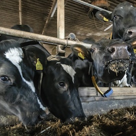Päihdyttävän tetrahydrokannabinolin (THC) pitoisuus maidossa ylitti suositellun pitoisuuden. Arkistokuva, kuvan lehmät eivät liity tapaukseen.