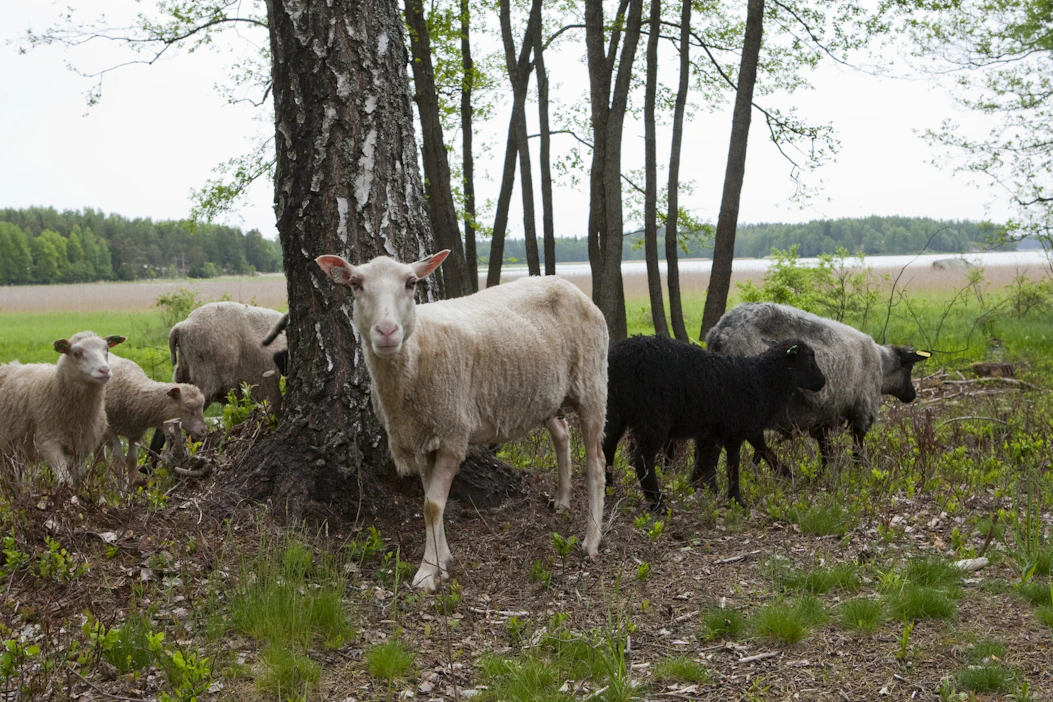 Maisemanhoitolaidunnuksen ehtojen täytäntöönpanoa valvoo alueen Ely-keskus, jonka viranomaisella on päätösvalta ylivoimaisen esteen tai poikkeuksellisen olosuhteen tulkinnasta tapauskohtaisesti.