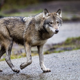 SLL:n mukaan myös tulkintaa susien pihakäynneistä on syytä päivittää.