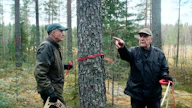 Erkki Lähde (oik.) leimaa kaadettavia tukkipuita kuitunauhalla. Runkoja mittaamassa on mukana pitkäaikainen työtoveri, metsänhoitotieteen dosentti Yrjö Norokorpi.
