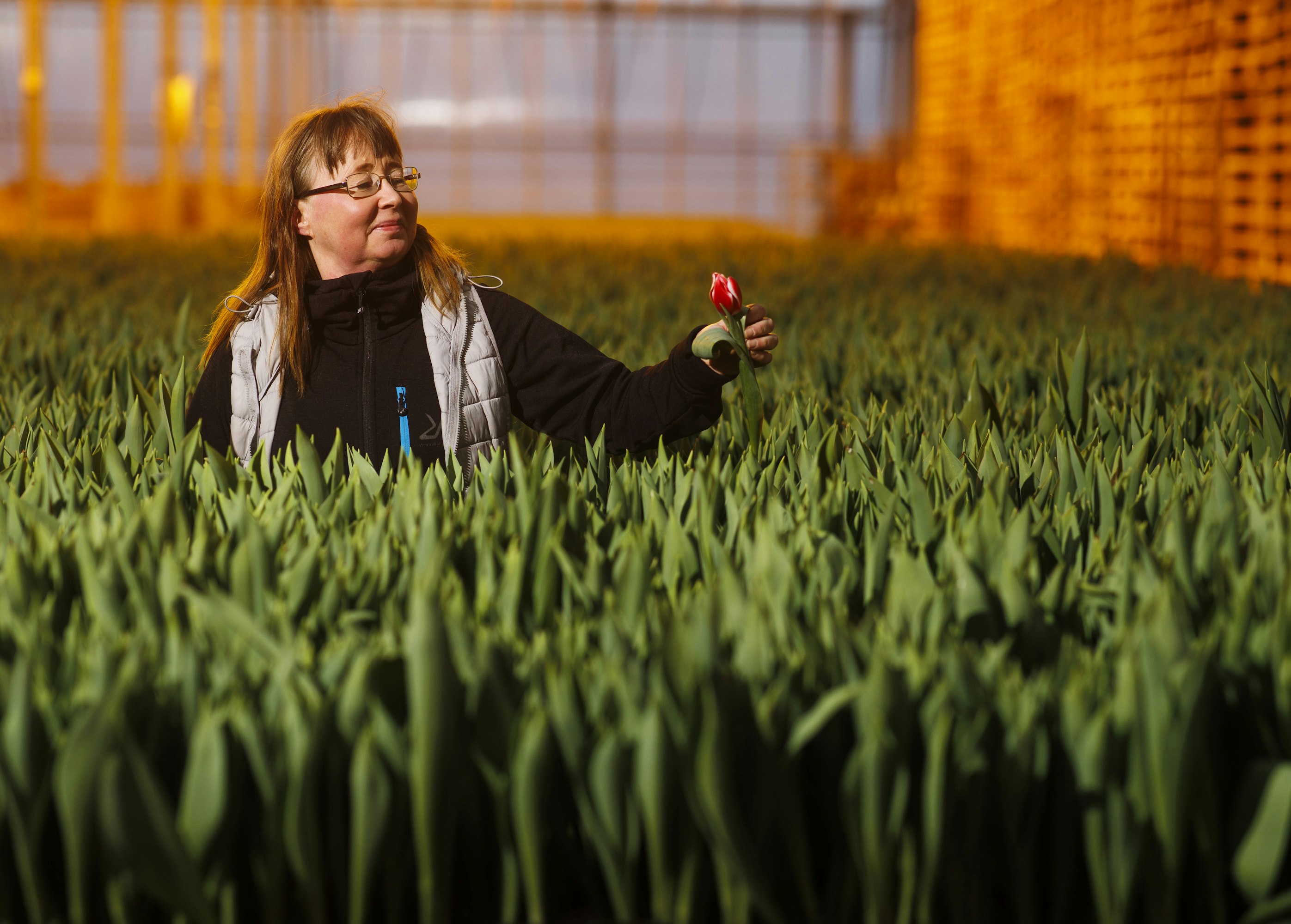 Hanna Suhonen kertoo, että Uudesta-Seelannista tulee vähän tulppaanin sipuleita. Se pidentää tulppaanikautta, mutta ei ole vaihtoehto alankomaalaiselle.