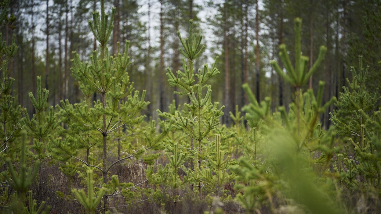 Puuaineksen valinnalla ja lannoittamisella voidaan vaikuttaa metsien kasvuun.
