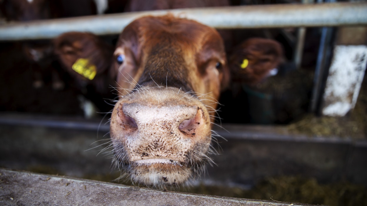 Suomalaisen naudanlihantuotannon vahvuuksia ovat nurmipohjainen ruokinta sekä maitorotuisten vasikoiden kasvattaminen lihantuotantoon. 