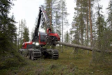 Metsänhoitomenetelmiä verrattaessa lähtökohtien täytyy olla yhdenvertaiset, kirjoittaja korostaa. Kuvituskuva.