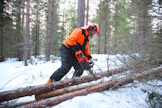Uusi Husqvarna 540 XP Mark III -kevytsaha on kierrosherkkä ja kiekaisee mukavasti kaasua painettaessa. Teho riittää hyvin ensiharvennukselle.