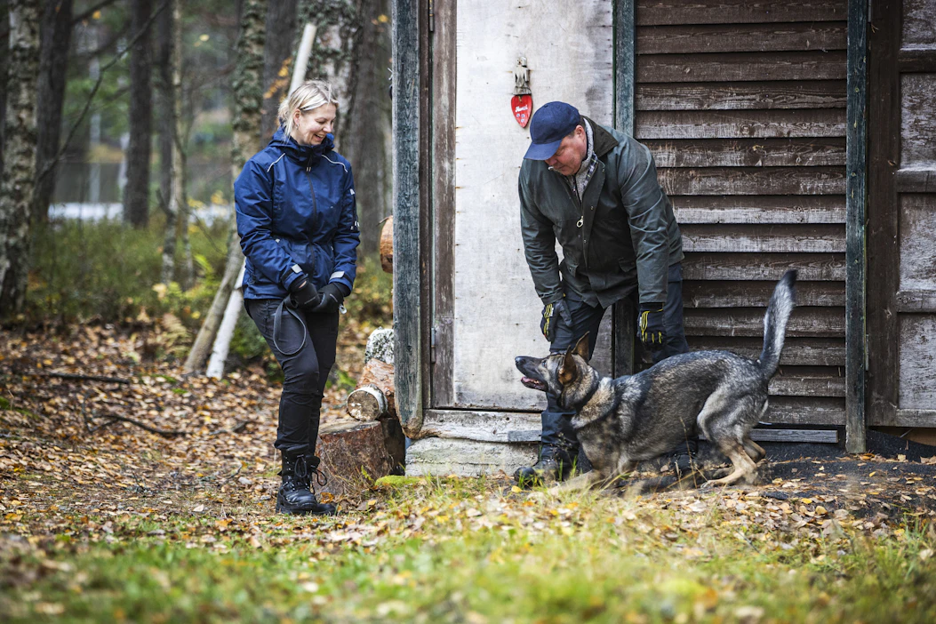 Käyttölinjainen saksanpaimenkoira Pimpula (Hallavahukan Metsämansikka) ottaa omistajansa Laura Koivulan vastaan ilahtuneena. Kulman takana yksin jätettyä koiraansa seurannut Koivula yllättyi koiransa hiljaisuudesta. ”Ajattelin, että se haukkua louskuttaisi. Se on aika äänenkäyttäjäkoira.”