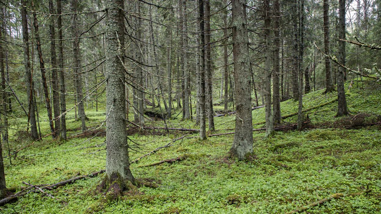 Metso-ohjelma pyrkii suojelemaan muun muassa yksityismailla sijaitsevia vanhoja metsiä.
