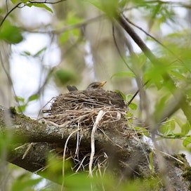 Stora Enso siirtää kevätkesän hakkuut lintujen suosimista rehevistä lehtipuuvaltaisista metsistä karummille kohteille.