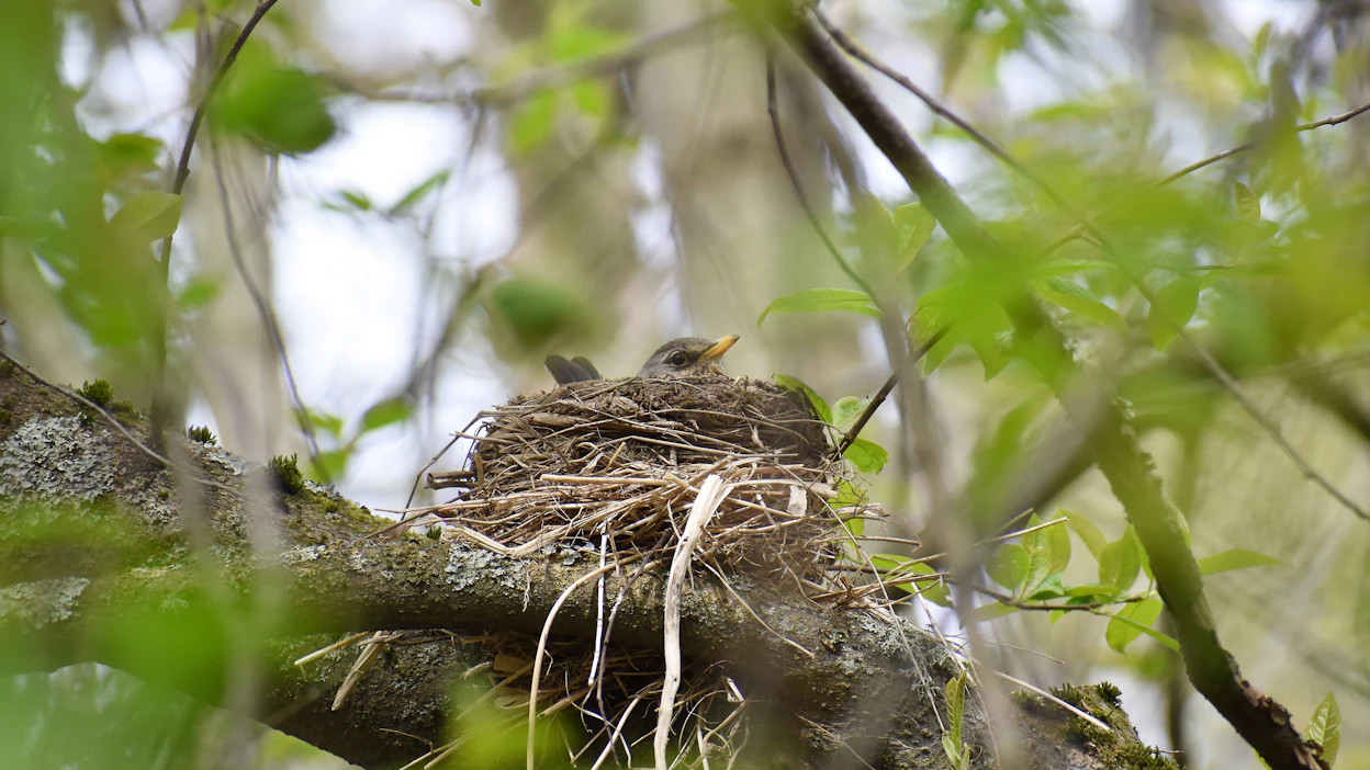 Puun kaatamisesta aiheutuvaan pesinnän häirintään ja pesän hävittämiseen on mahdollista hakea poikkeuslupaa, mutta ehdot ovat varsin tiukat. Kuvituskuva.