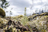 Ruotsin metsien sijoitustuotto on ollut vuosina 2005–2025 keskimäärin 9,2 prosenttia vuodessa. Kuvituskuva.